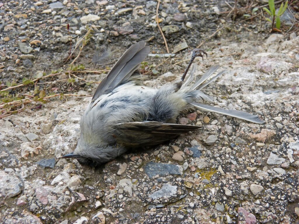 dead bird